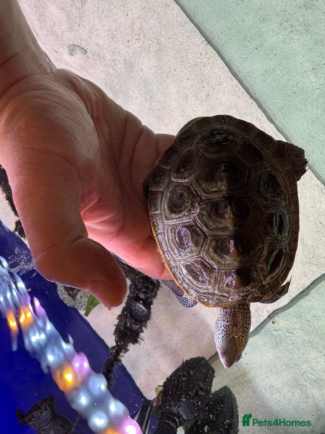 Terrapin reptiles for sale: 2 diamond back terrapins  - Image 7