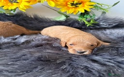 Cavapoo dogs for sale: Beautiful F1b Cavapoo's 🧬 DNA Tested Parents - Image 4