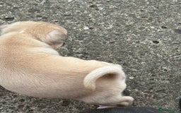 Mixed Breed dogs for sale: Pug x staffy pups REDUCED - Image 9