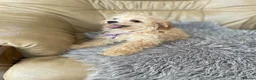 Cavapoo dogs for sale: Girls and boys available  - Advert 6