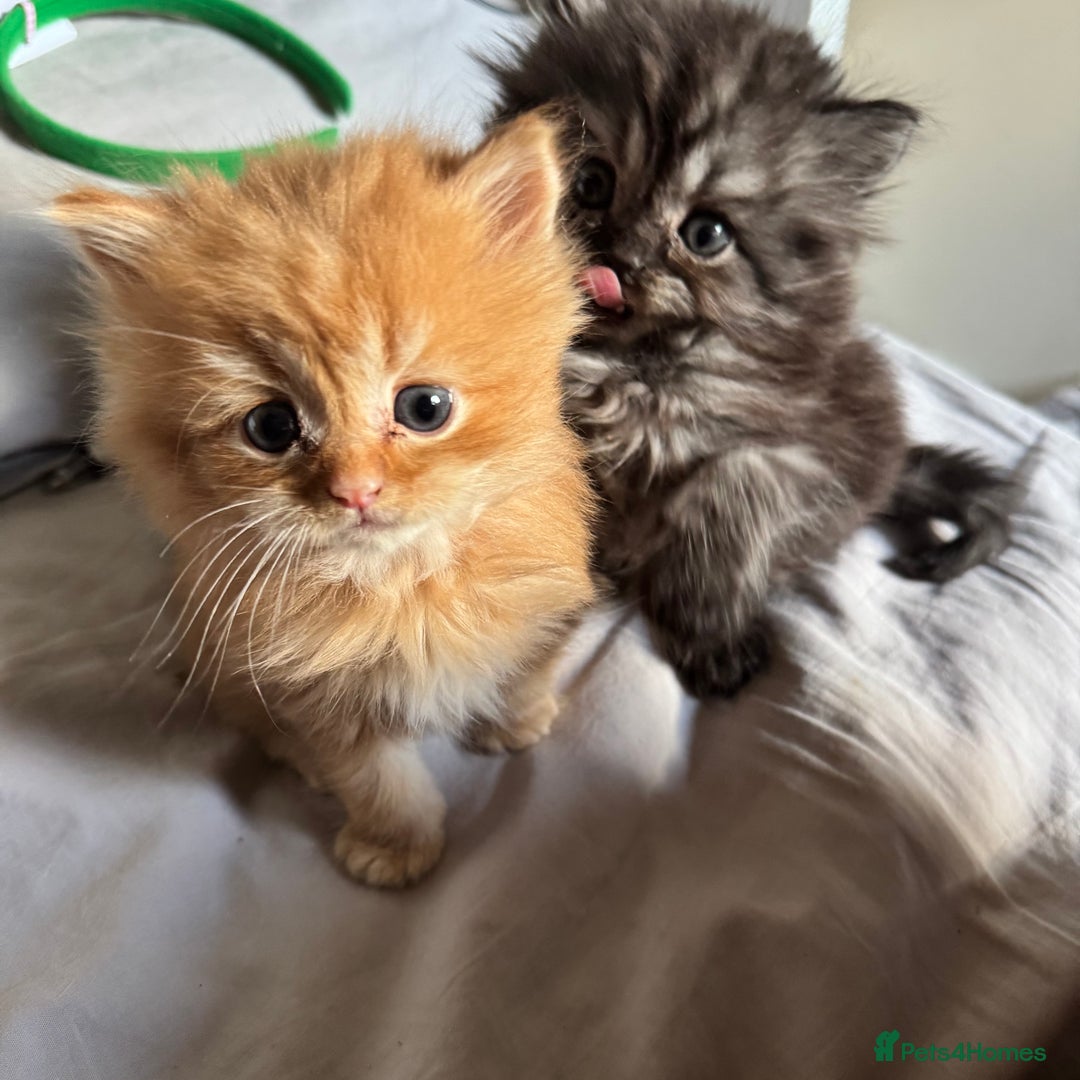 Persian cats for sale: Persian Litter of 4 for new loving home! - Advert 6