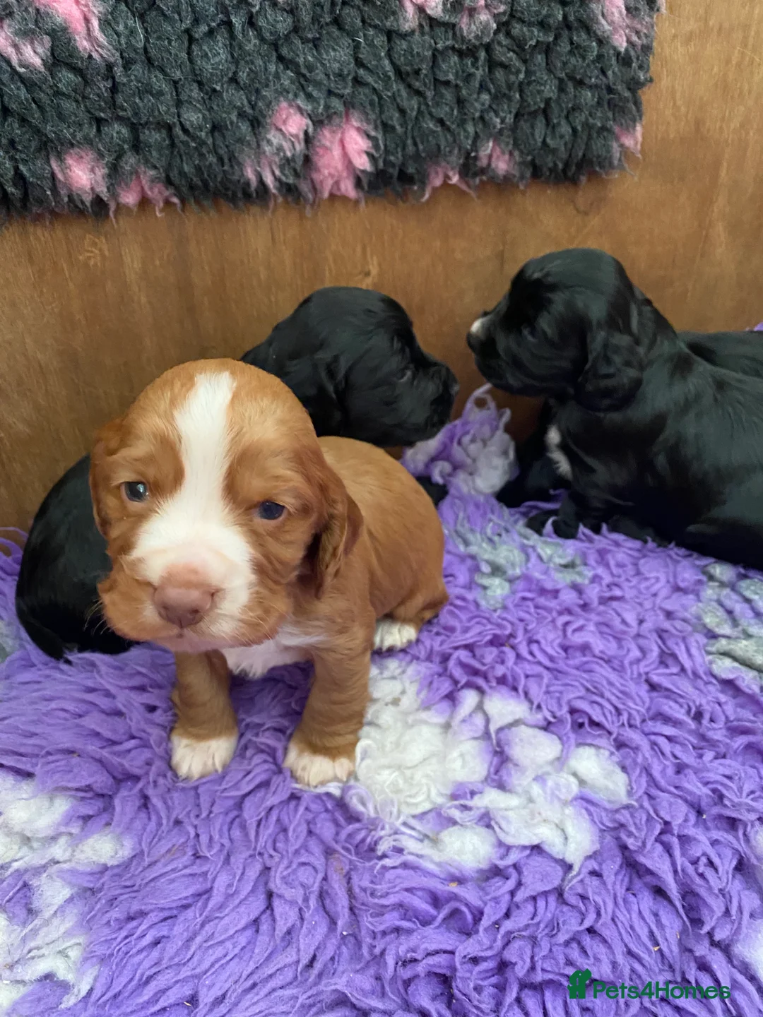 Cocker Spaniel dogs for sale: Cocker spaniel puppies  - Advert 10