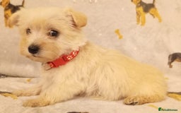 West Highland Terrier dogs for sale: Westiepoo puppies  - Image 5