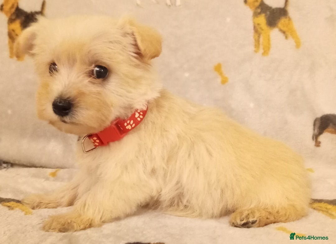 West Highland Terrier dogs for sale: Westiepoo puppies  - Image 5