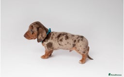 Miniature Dachshund dogs for sale: Beautiful miniature dachshunds - Image 11