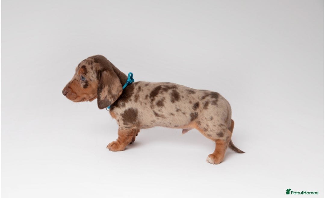 Miniature Dachshund dogs for sale: Beautiful miniature dachshunds - Image 11