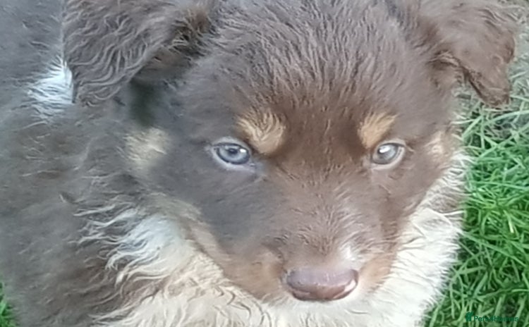 Border Collie dogs KC Registered Pups - Advert 7