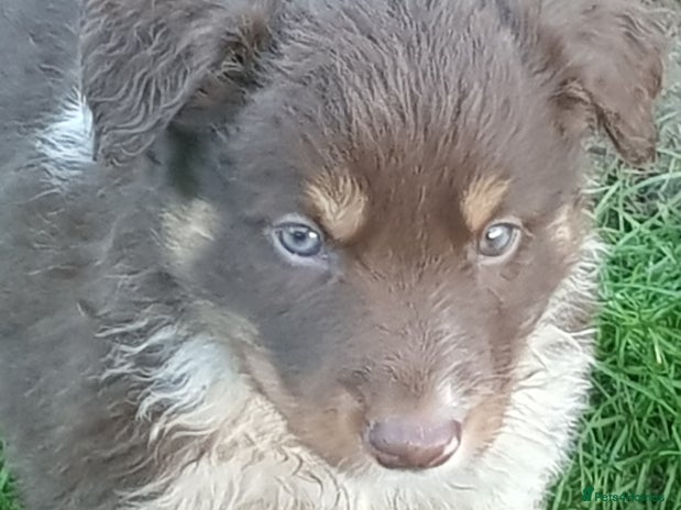 Border Collie dogs KC Registered Pups - Advert 7