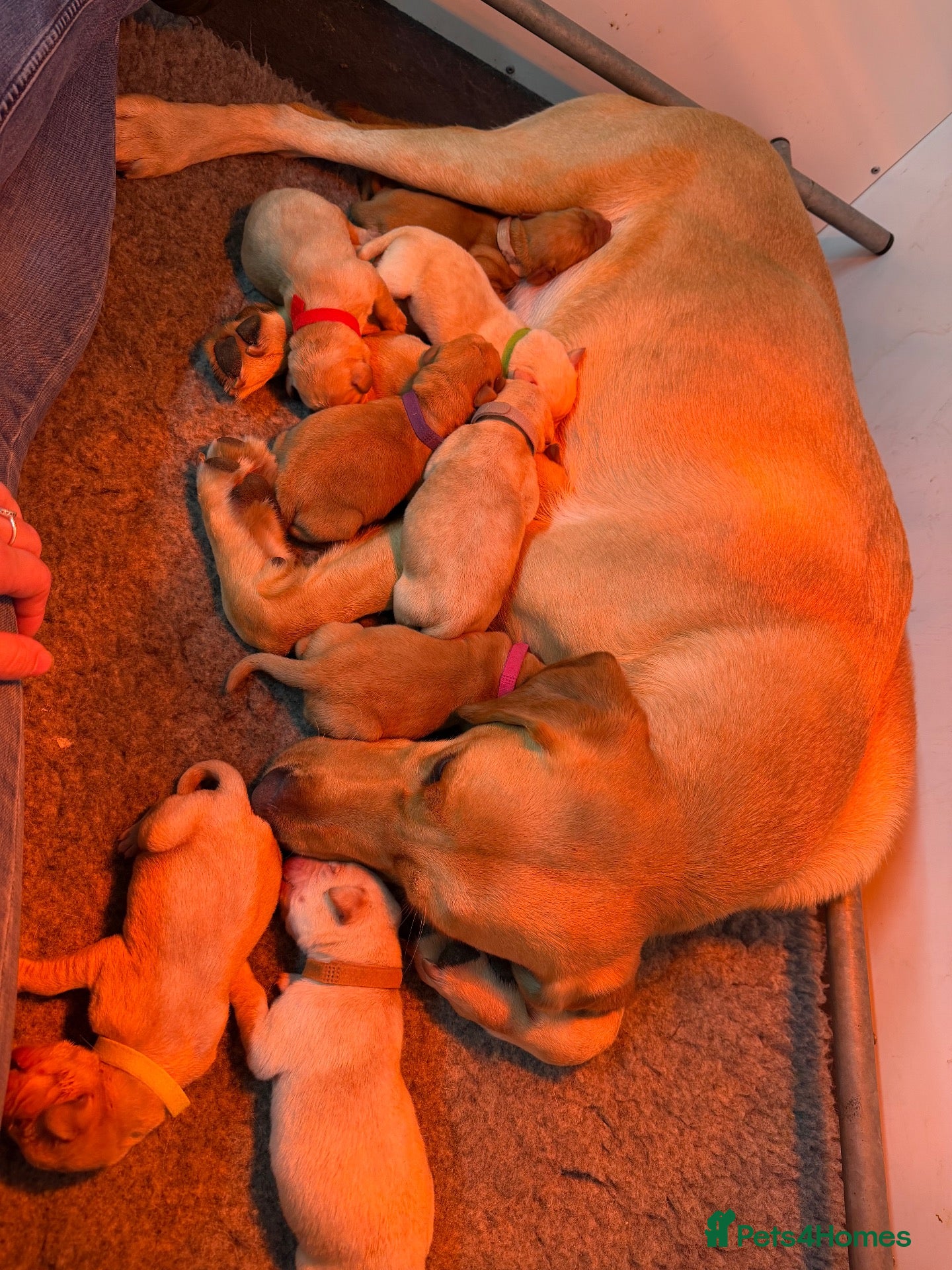 Labrador Retriever dogs KC Registered Working Labrador Puppies  - Advert 8