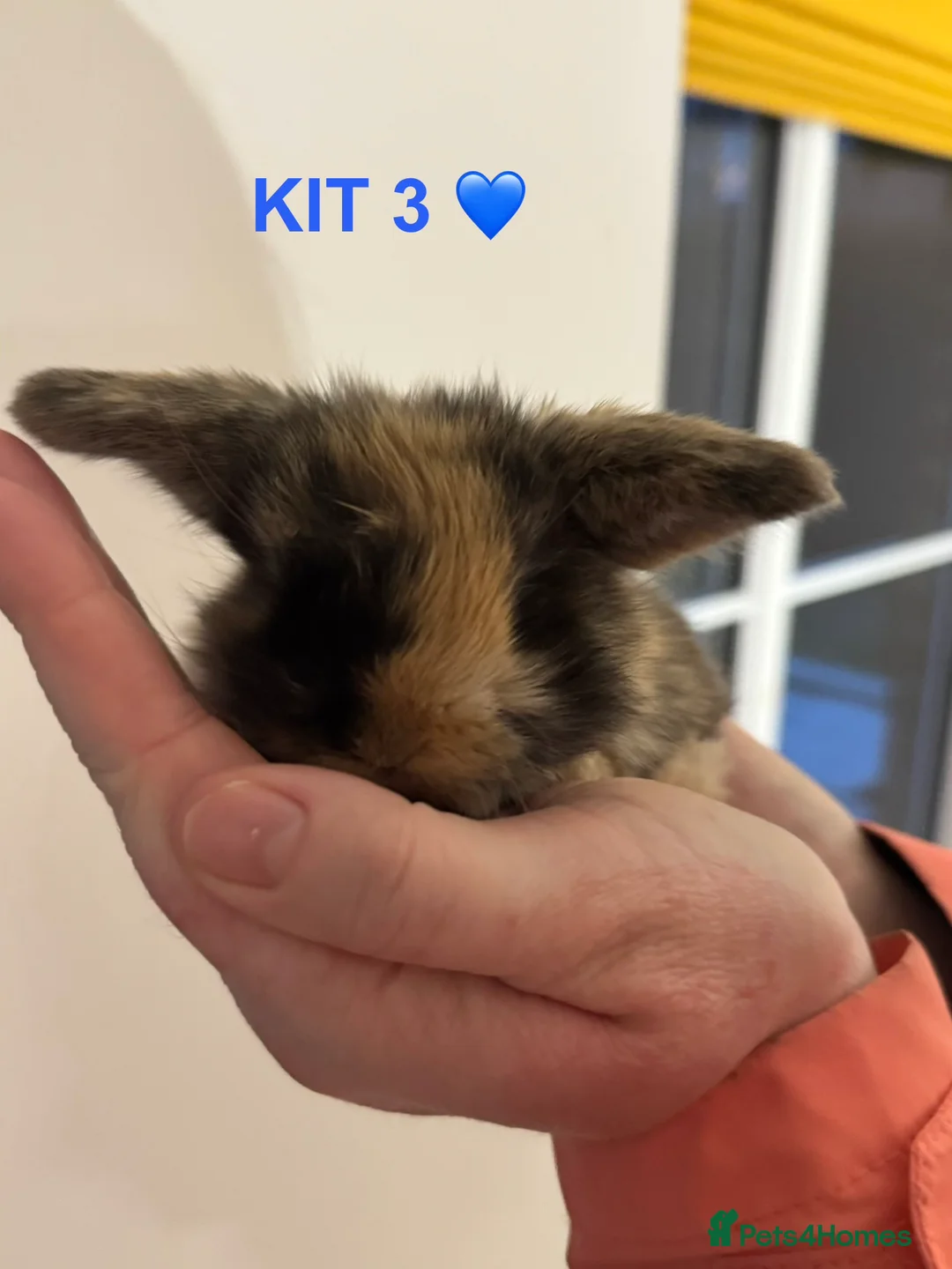 Mini Lop rabbits for sale: Purebred mini lop rabbits  - Advert 8