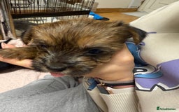 Yorkshire Terrier dogs for sale: Yorkshire Terrier  - Advert 13