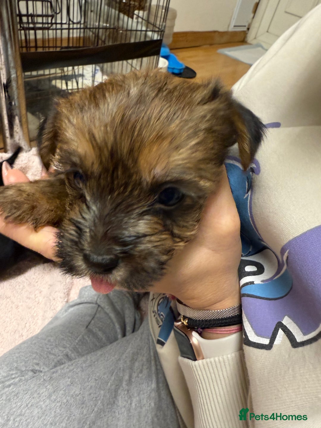 Yorkshire Terrier dogs for sale: Yorkshire Terrier  - Advert 13