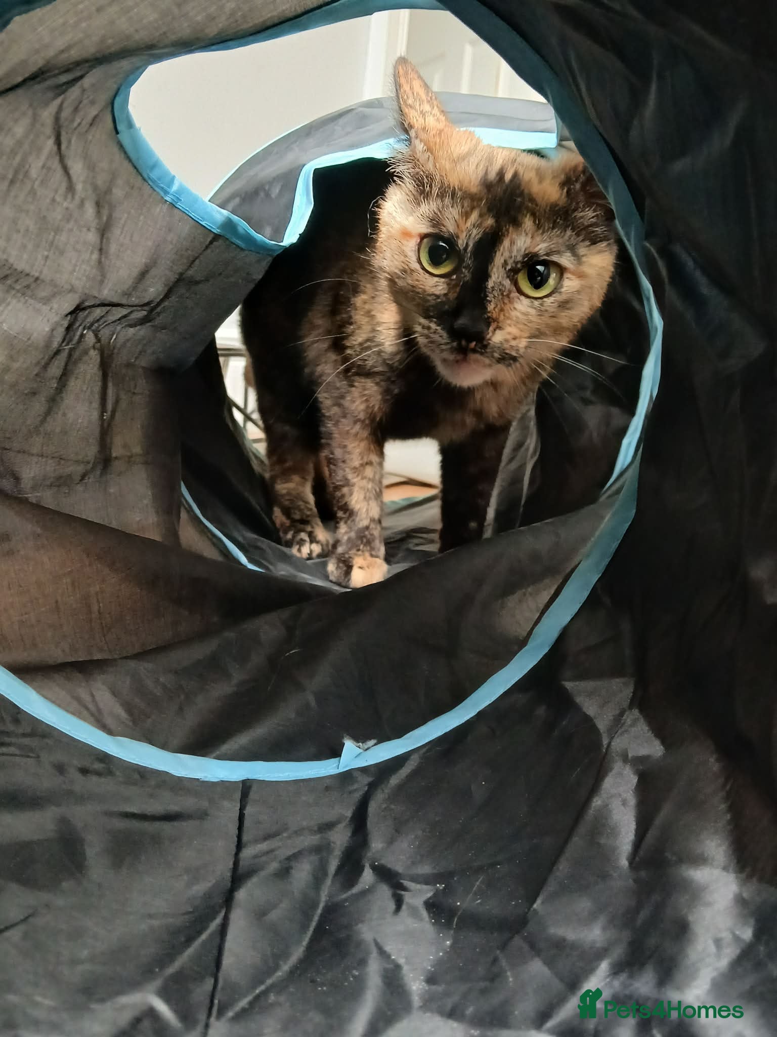 Mixed Breed cats Mars for adoption - Advert 3
