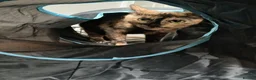 Mixed Breed cats for adoption: Mars for adoption - Advert 1