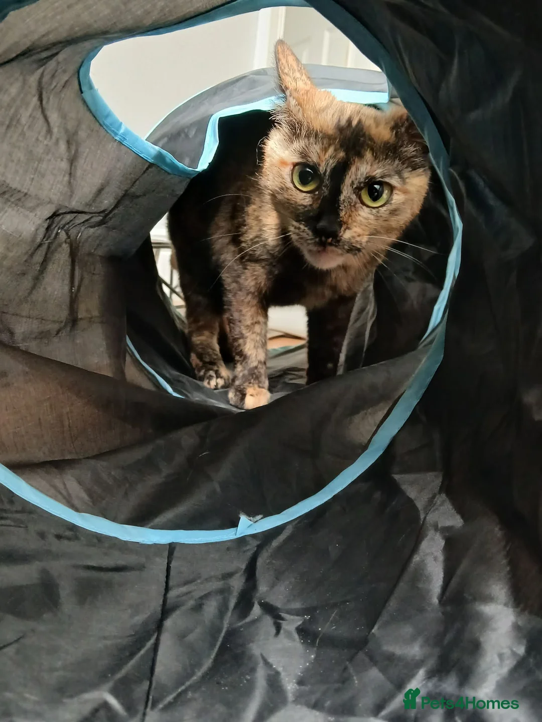 Mixed Breed cats for adoption: Mars for adoption - Advert 1