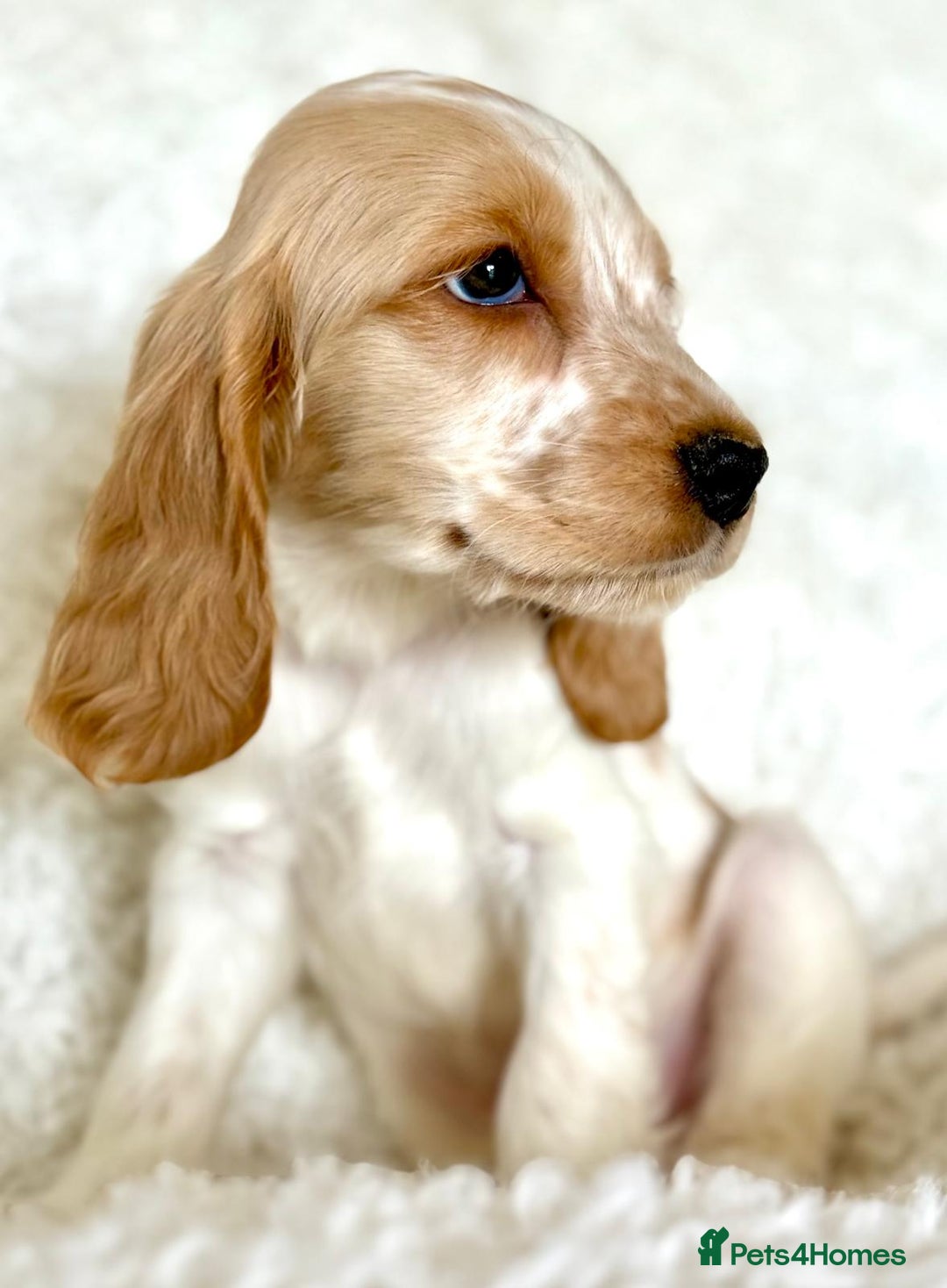 Cocker Spaniel dogs for sale: Golden Roan Full Health Tests Showline KC Reg Pups - Image 22
