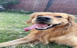 Golden Retriever dogs for stud: Proven Golden Retriever Stud | Stunning Dark Coat - Image 3