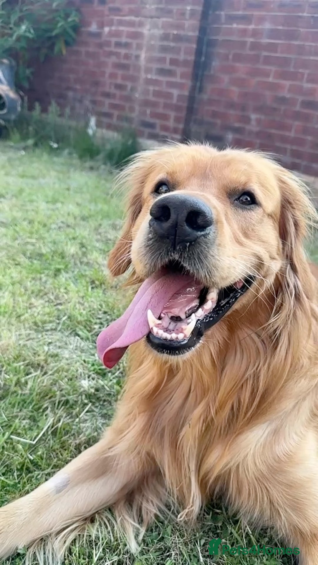 Golden Retriever dogs for stud: Proven Golden Retriever Stud | Stunning Dark Coat - Image 3