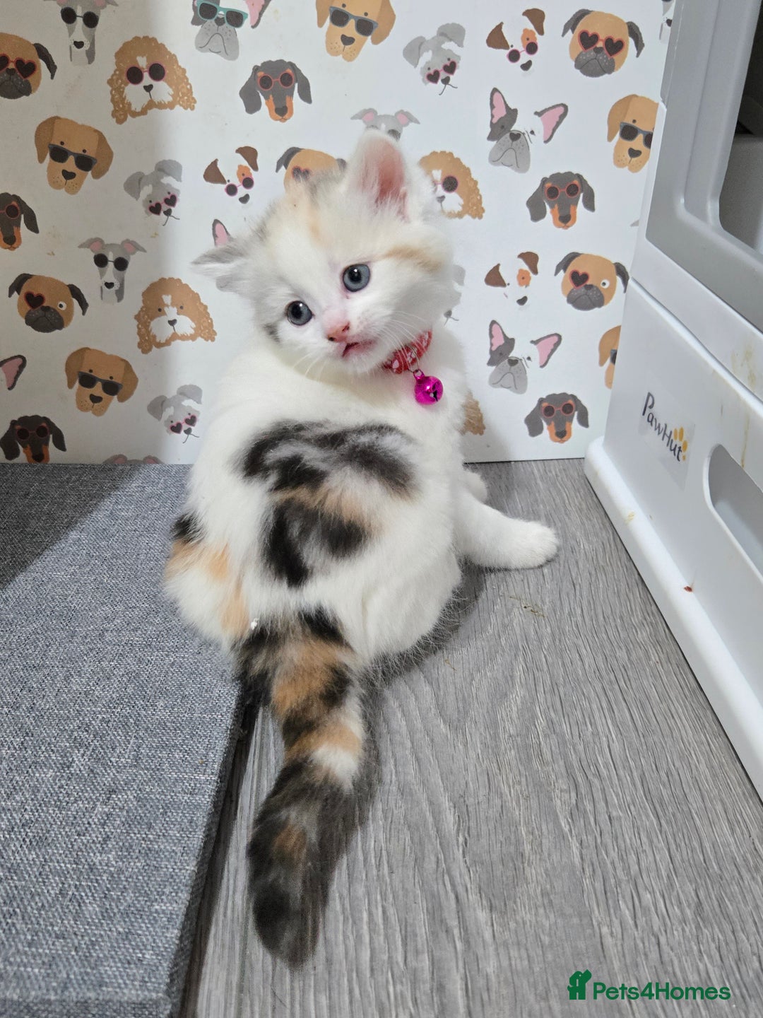 Brazilian Shorthair cats for sale: British shorthair x Persian  - Advert 22