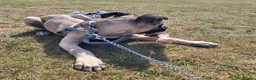 Mixed Breed dogs for sale: Beautiful Large Cane Canario's Puppies  - Advert 4