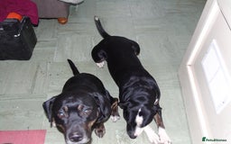 Mixed Breed dogs for sale: Tara and ruby - Image 2