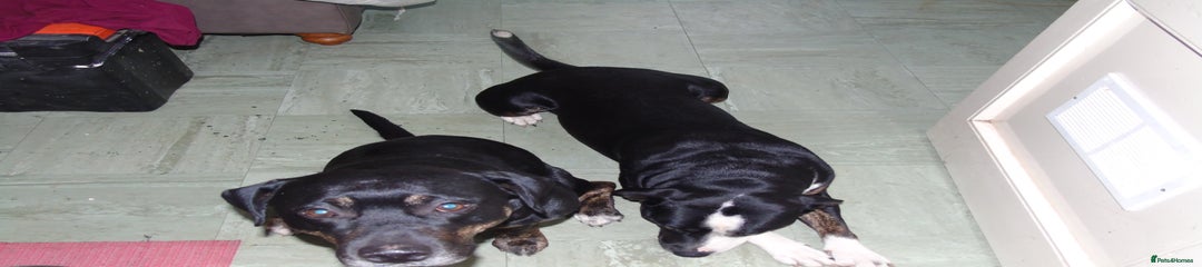 Mixed Breed Puppy 7