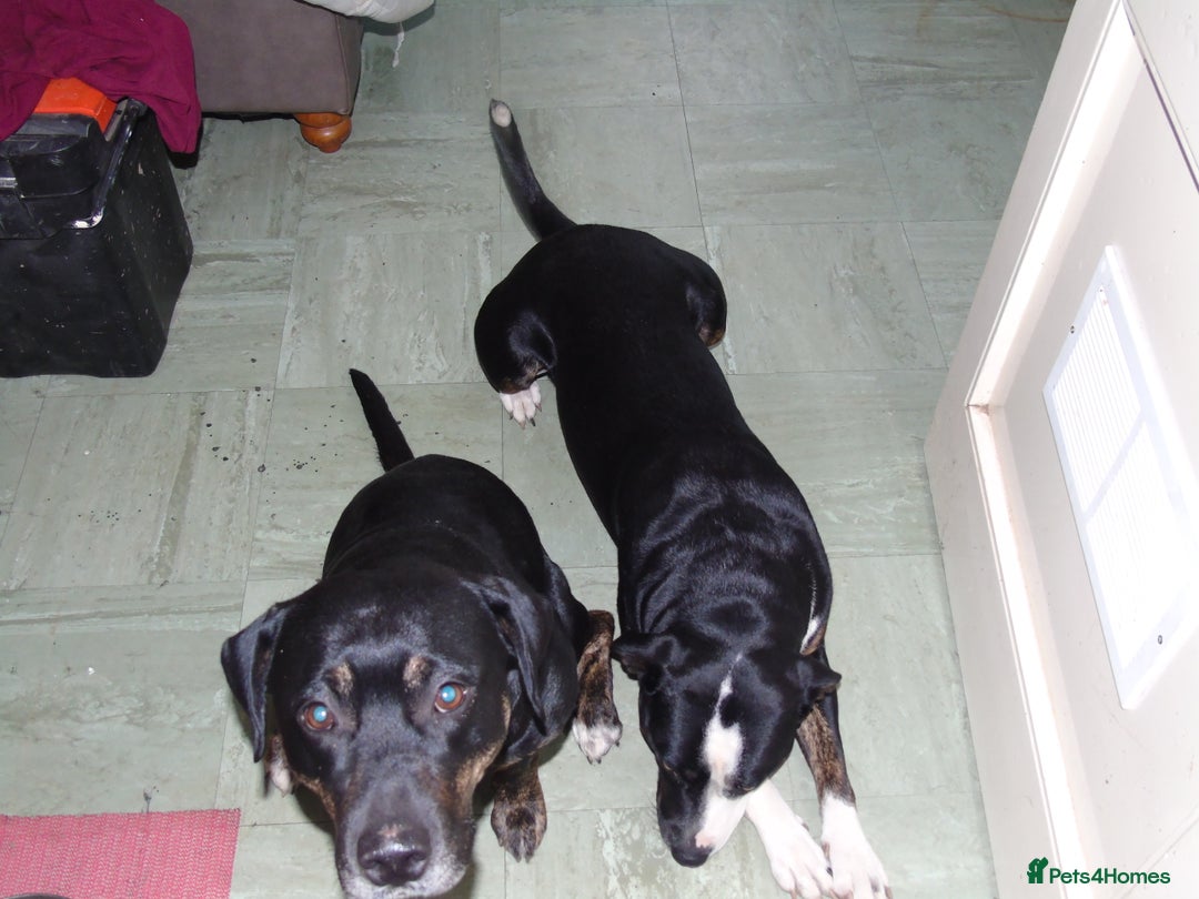 Mixed Breed dogs for sale: Tara and ruby - Image 2