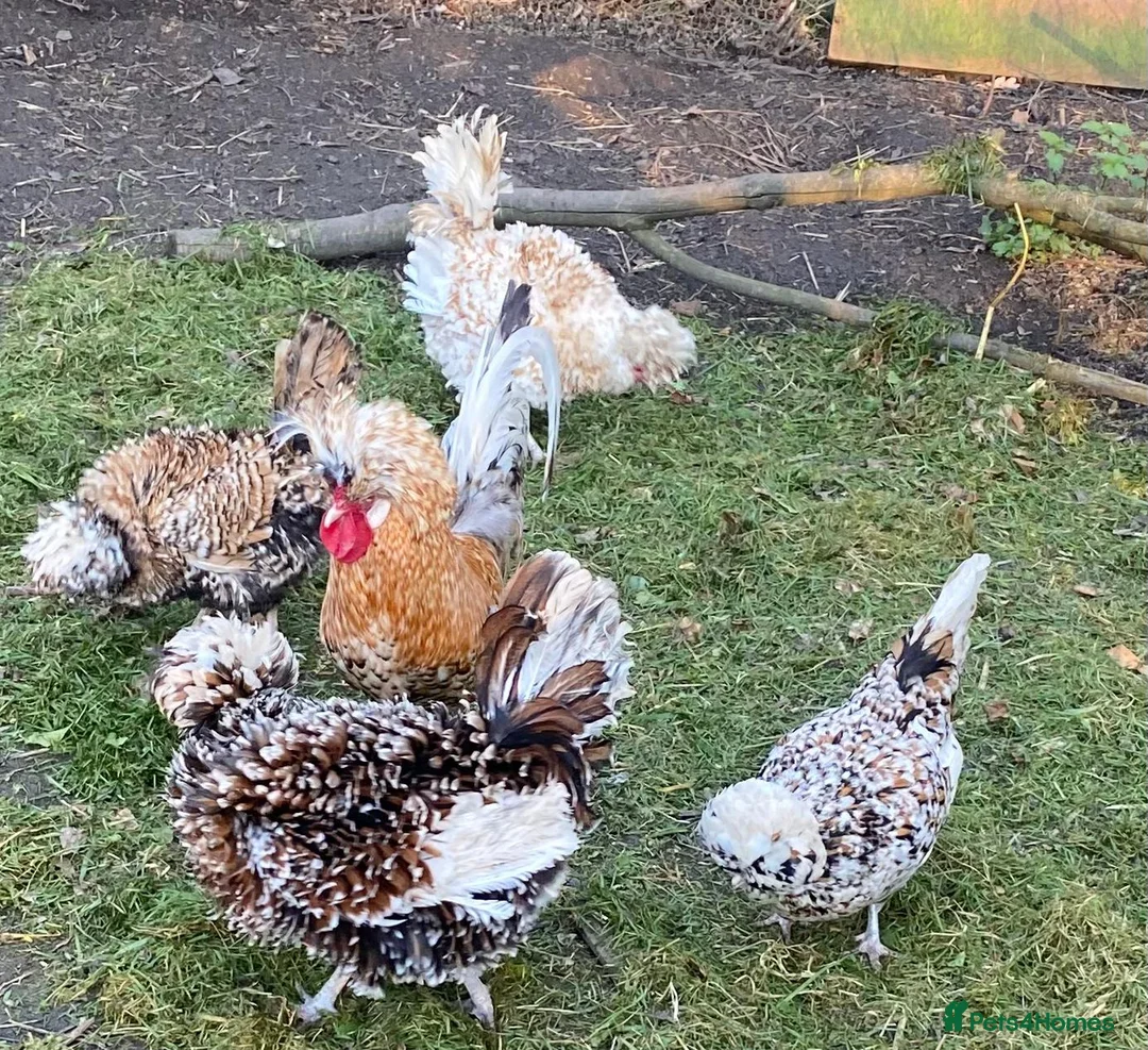 Chickens poultry for sale: Polish Chicks in Newmarket - Advert 2