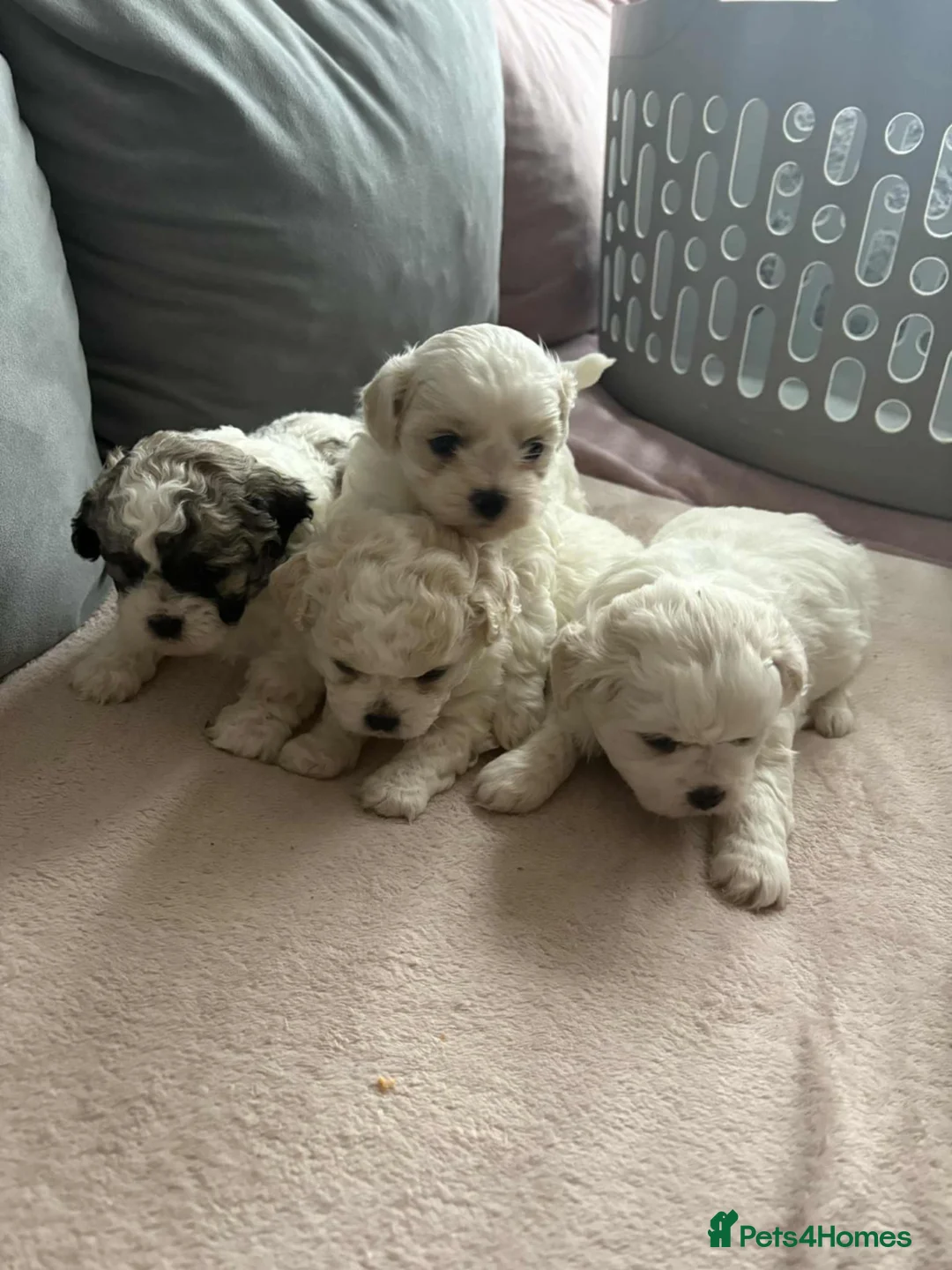 Shihpoo dogs for sale: Beautiful teddy bears 🧸  - Advert 2