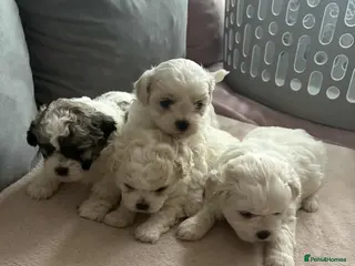 Shihpoo dogs Beautiful teddy bears 🧸 - Advert 1