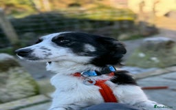 Mixed Breed dogs for adoption: Isabella - Marleborough Wiltshire  - Advert 2