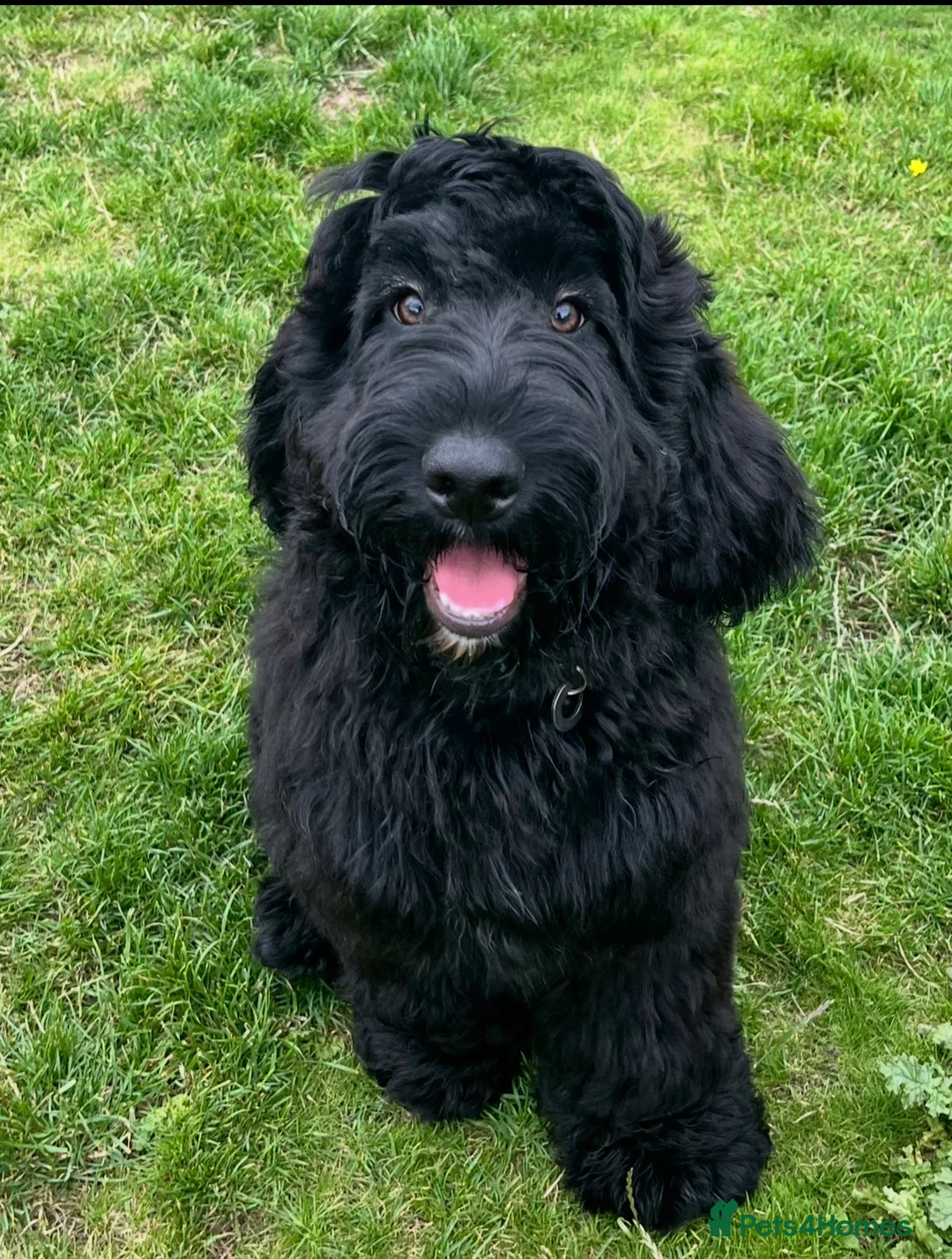 Mixed Breed dogs for sale: Mario, 2 year old Cockerdoodle  - Advert 3