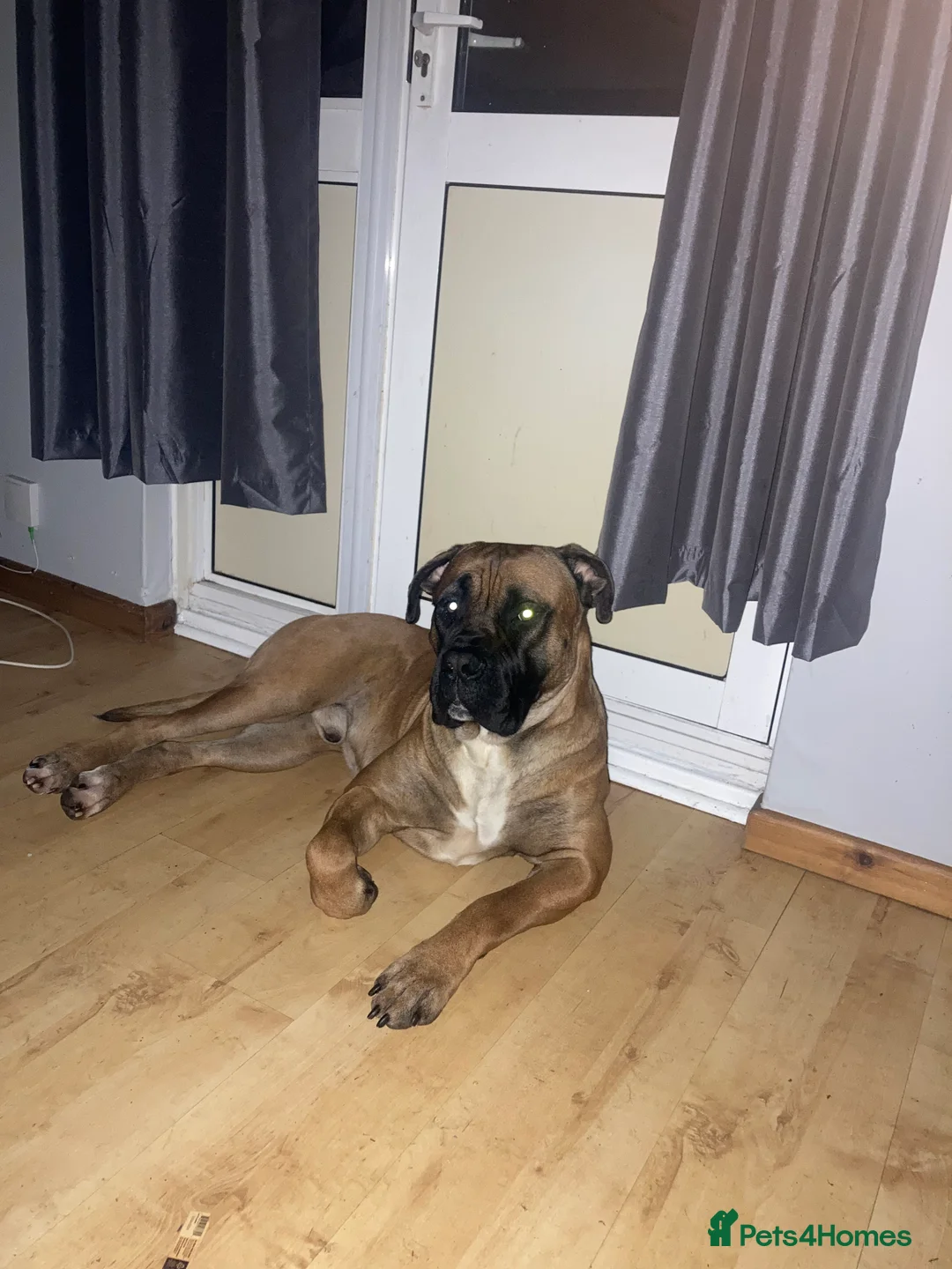 Cane Corso dogs for stud: M cane corso available for stud in London - Advert 8