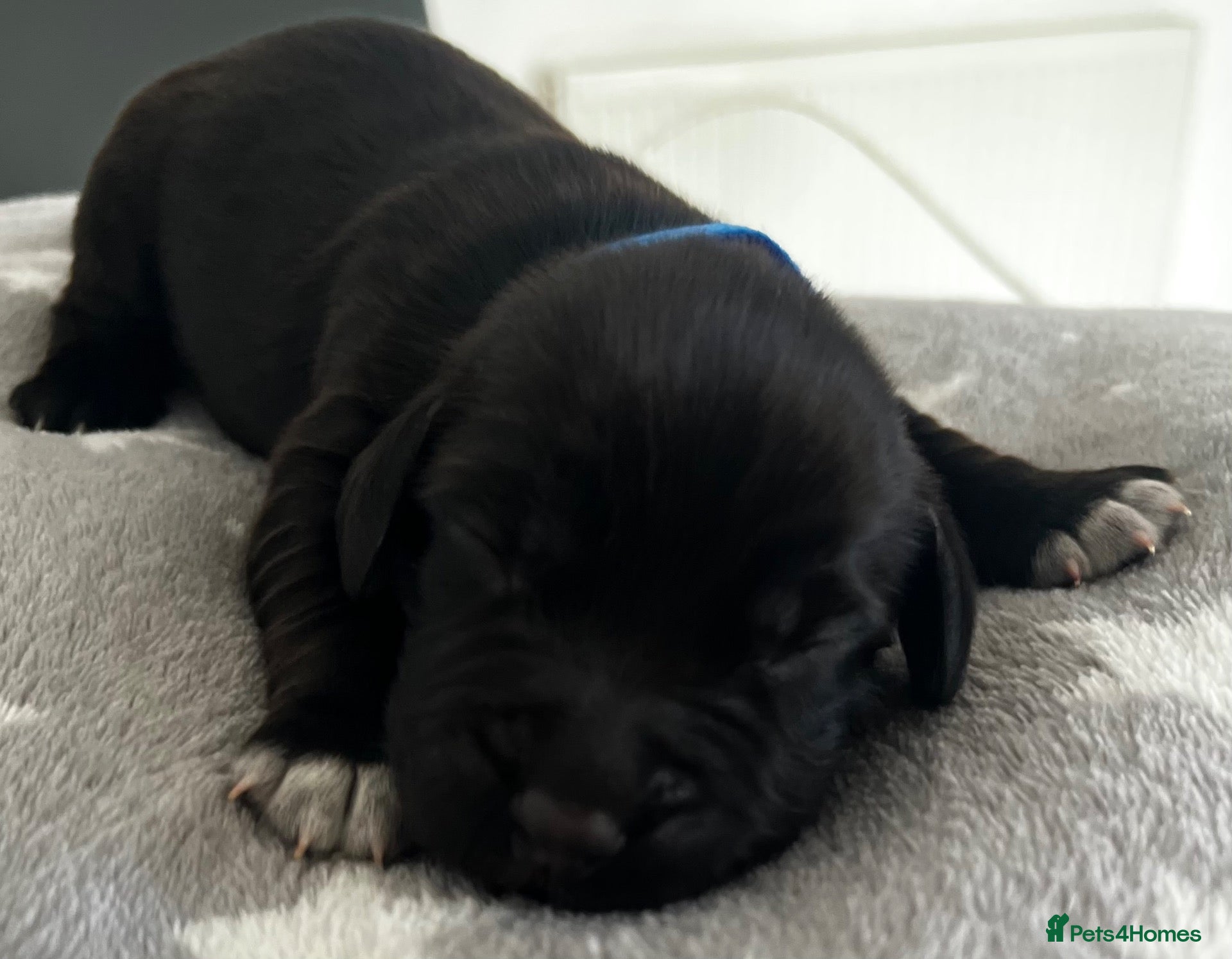 Cocker Spaniel dogs 3 Cocker Spaniel Puppies for sale - Advert 15