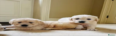 Golden Retriever 4