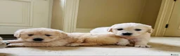 Golden Retriever dogs for sale: Beautiful cream golden retrievers for sale  in Baldock - Advert 2