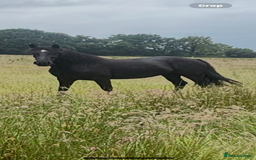 Welsh Section D horses for sale: Section D beautiful Black Mare Magic - Image 32