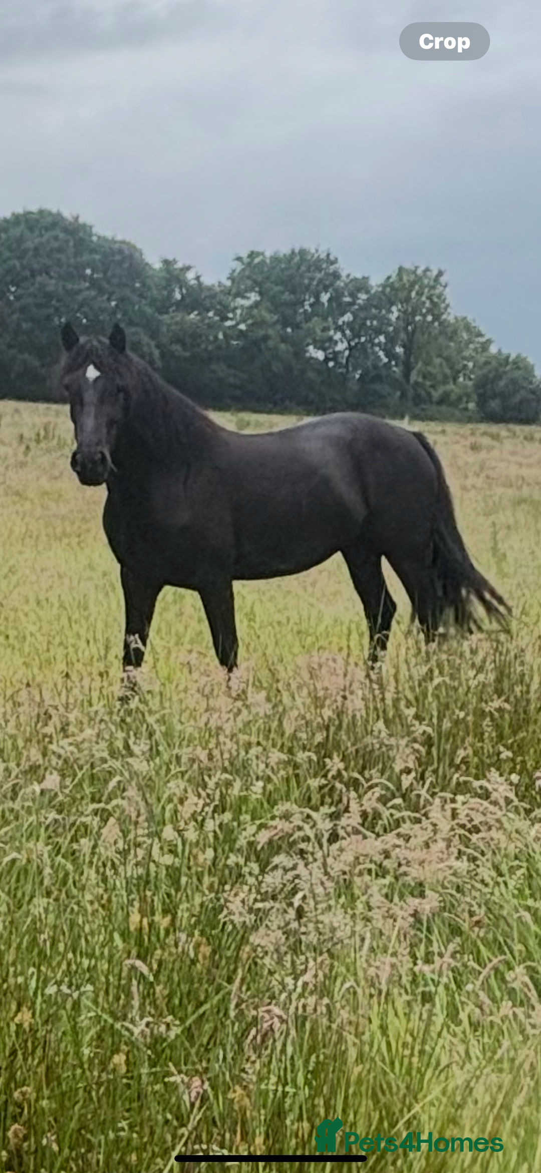 Welsh Section D horses for sale: Section D beautiful Black Mare Magic - Image 32