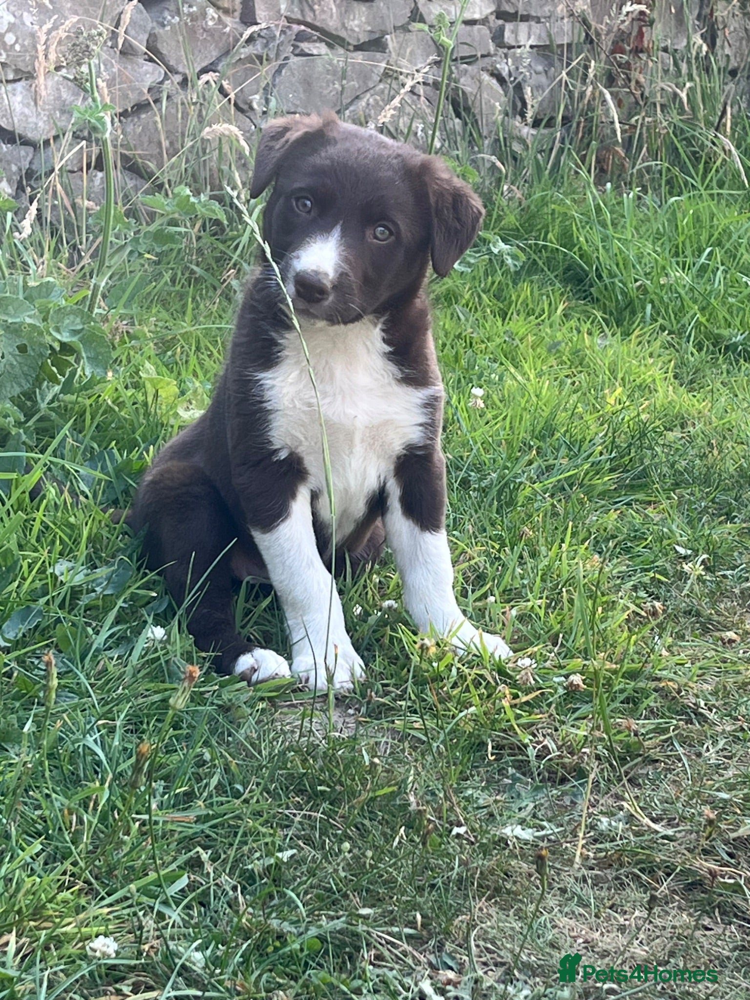 Mixed Breed dogs Border Collie puppies - Advert 1