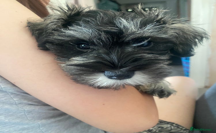 Miniature Schnauzer dogs - Advert 2