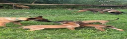 Belgian Shepherd Dog dogs for sale: **NOW £1250** Belgian Mallinois Pups - Advert 2