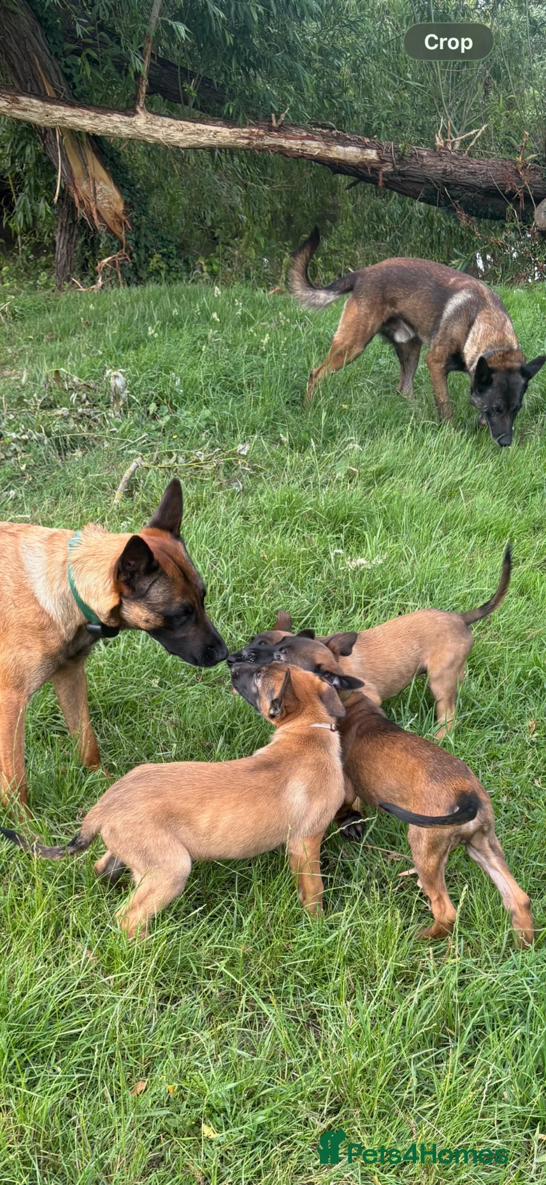 Belgian Shepherd Dog dogs for sale: **NOW £1250** Belgian Mallinois Pups - Advert 2