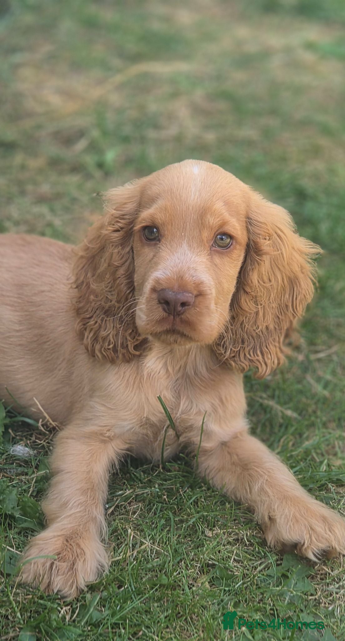 Cocker Spaniel dogs Last Show Kc Spaniel ready for his forever home - Advert 3