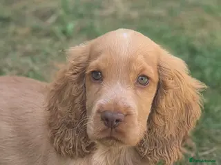 Cocker Spaniel dogs Last Show Kc Spaniel ready for his forever home - Advert 3