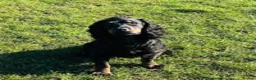 Cocker Spaniel dogs for stud: KC REGISTERED WORKING COCKER AVAILABLE AT STUD in New Milton - Advert 10