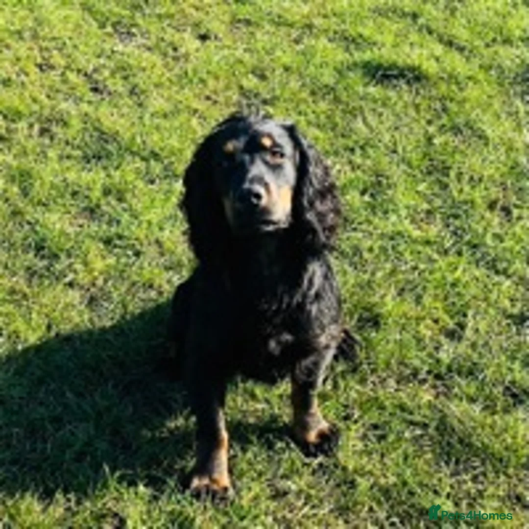Cocker Spaniel dogs for stud: KC REGISTERED WORKING COCKER AVAILABLE AT STUD in New Milton - Advert 10