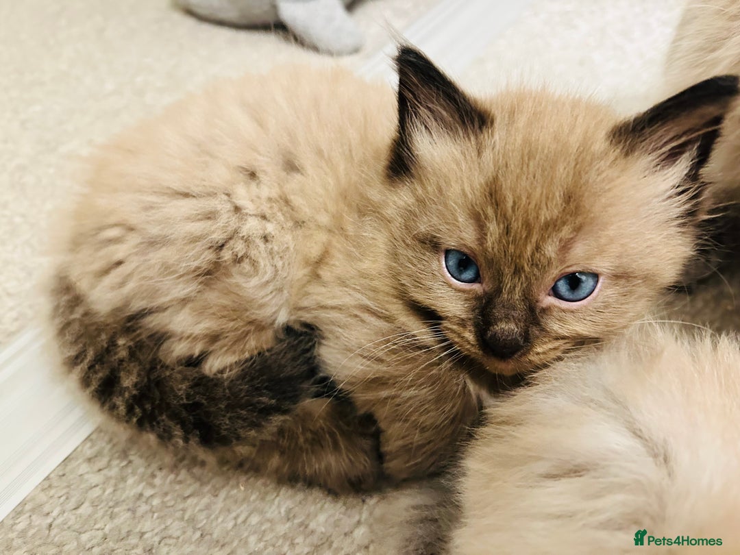 Ragdoll cats for sale: Ragdoll Kittens  - Advert 18