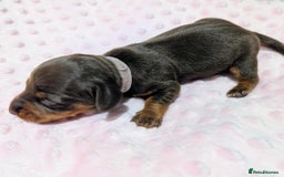 Miniature Dachshund dogs for sale: Beautiful KC Reg Smooth Haired Miniature Dachshund - Image 6
