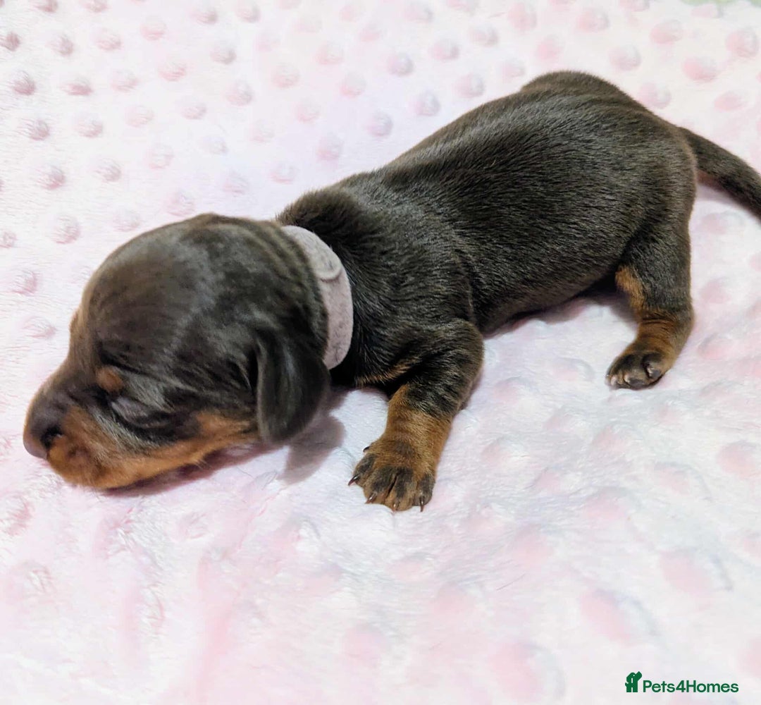Miniature Dachshund dogs for sale: Beautiful KC Reg Smooth Haired Miniature Dachshund - Image 6