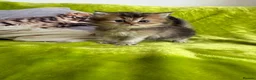 British Longhair cats for sale: British Longhair Kittens in London - Advert 39